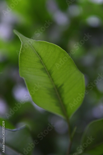 green leaves of tree 1