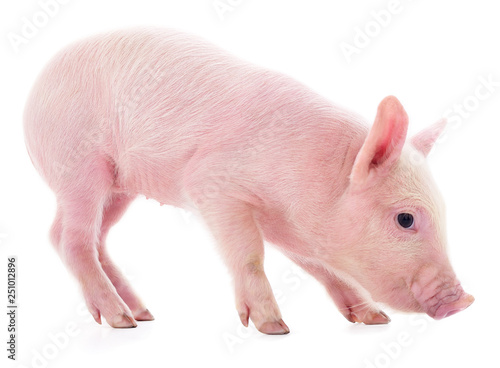 Small pink pig isolated.