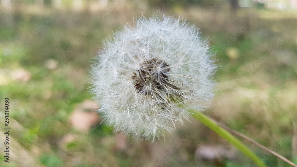 Fototapeta premium Pusteblume