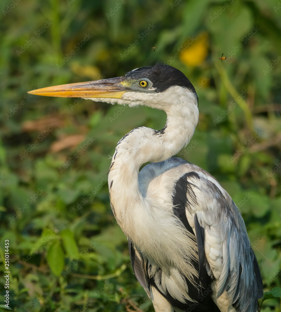 White necked heron, Pantanal , Brazil White necked heron, Pantanal , Brazil