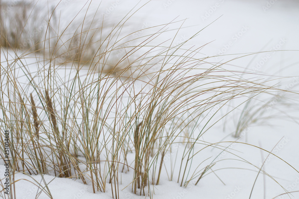Obraz premium Beach grass in winter on white snow background. Selective focus.