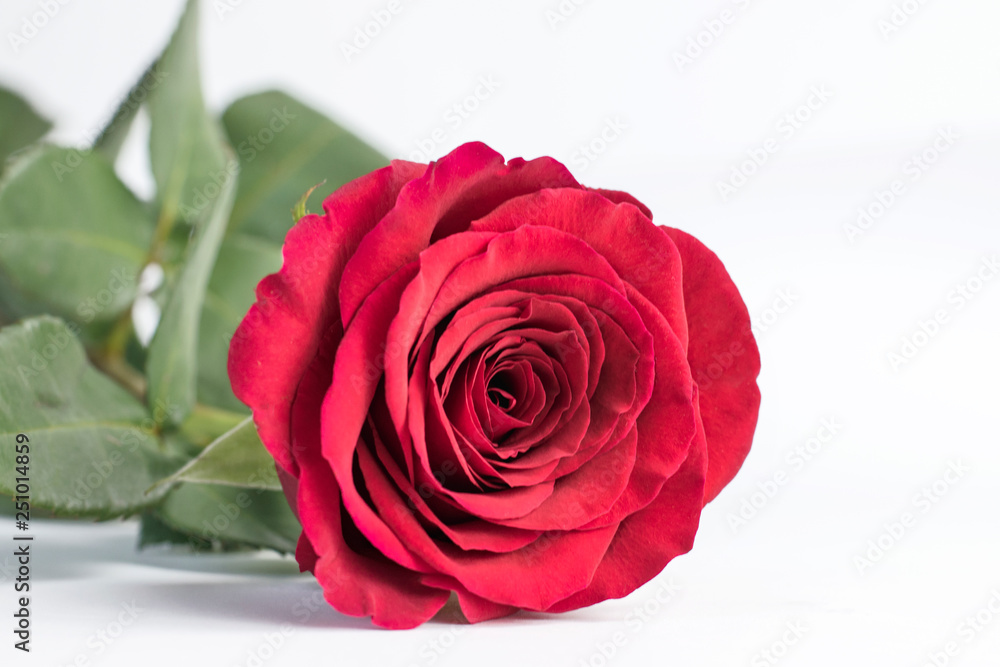 Beautiful red rose close up on a white background Beautiful red rose close up on a white background