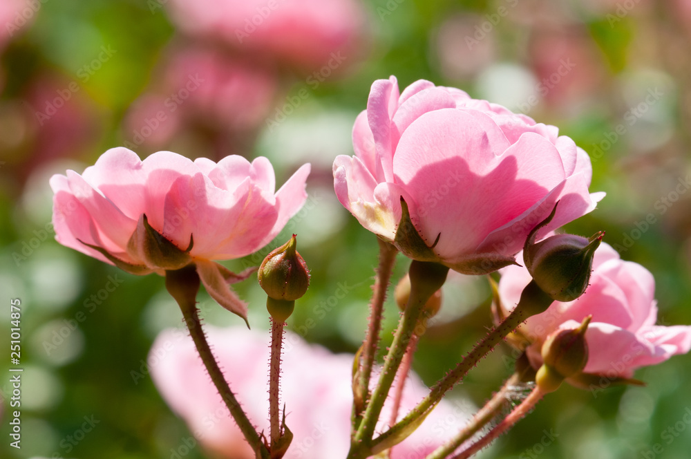 Pink roses on a green bush in garden Pink roses on a green bush in garden