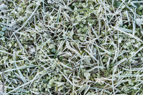 moss and grass covered with hoar frost