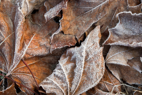 maple leaves covered with hoar frost macro