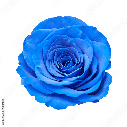 Blue rose closeup isolated