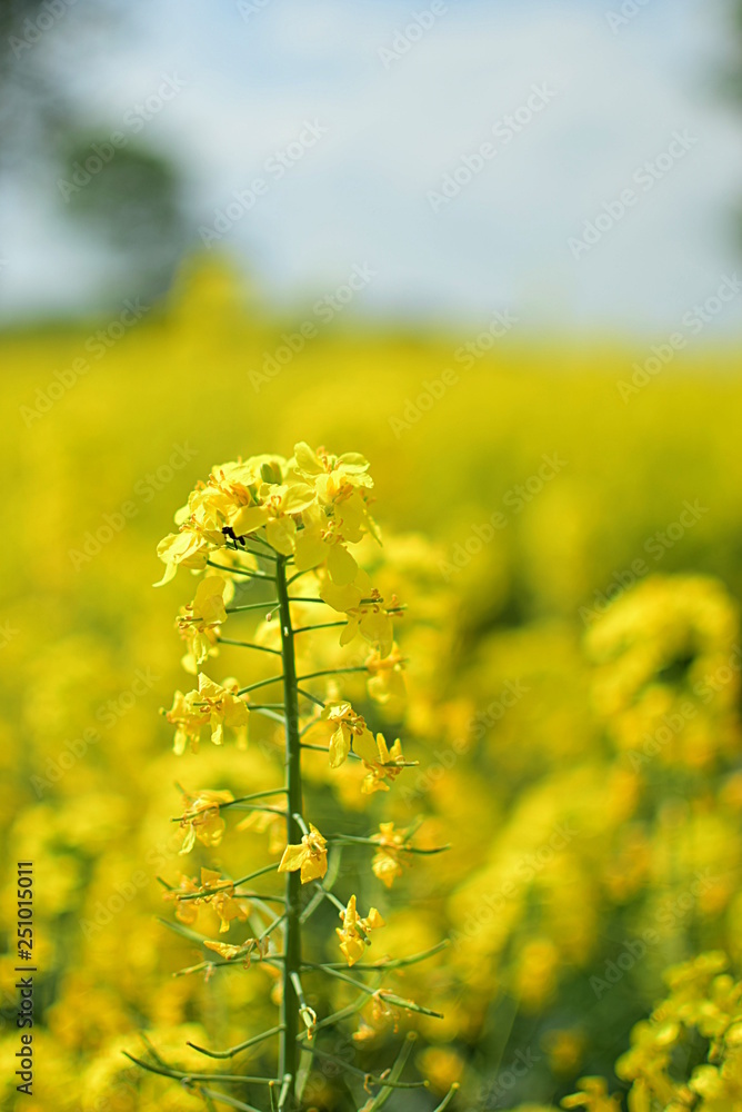 Obraz premium blooming rapeseed with ant - closeup