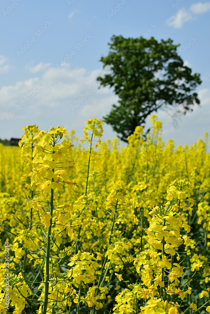 landscape field of a rapeseed and tree landscape field of a rapeseed and tree