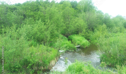 stream among the green