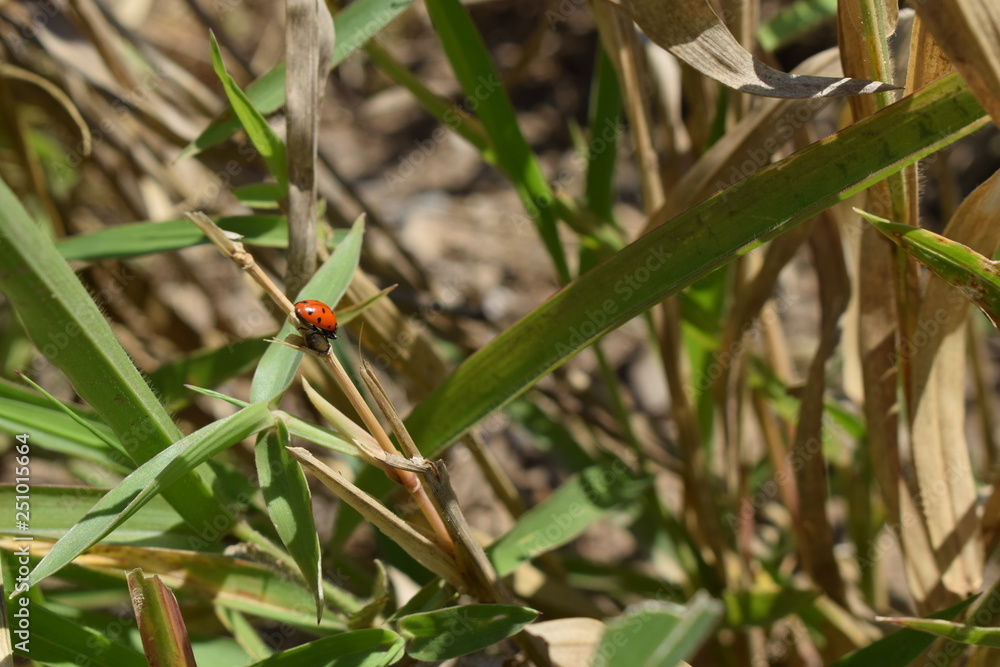 Ladybug Ladybug