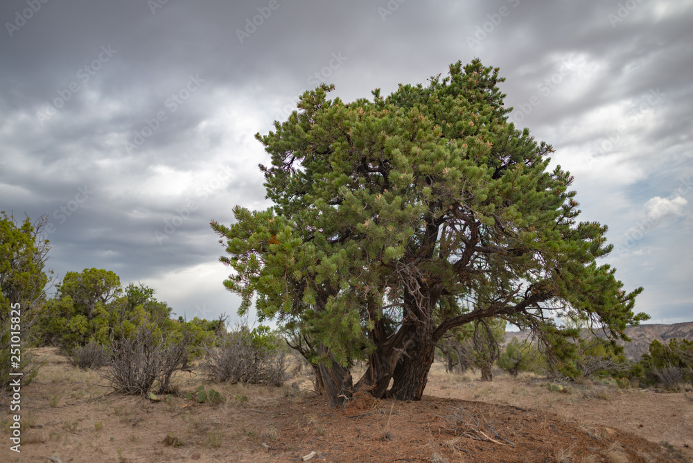 Juniper tree in Escalante Petrified Forest State Park, Utah, United States