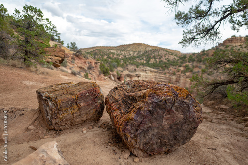 Petrified tree trunk in Escalante Petrified Forest State Park, Utah, United States