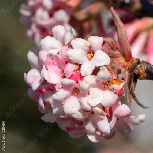 Viburnum, Viburnum farreri photo