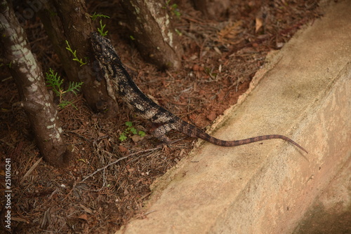 Madagascar Lézard 2091