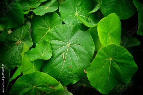 クワズイモの葉っぱ