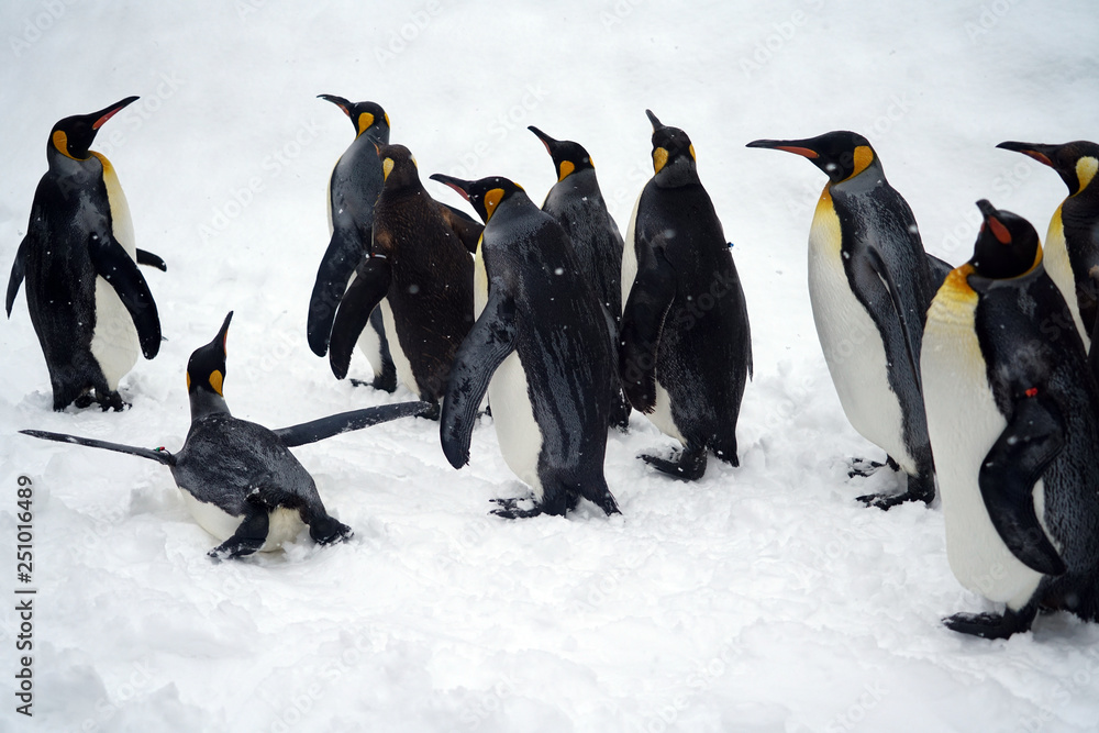 Fototapeta premium Penguin group on the snow 