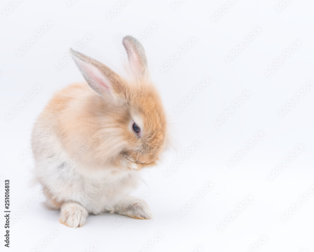 Lovely rabbit standing on two legs with eggs on a white background. Cute bunny isolated for easter concept.