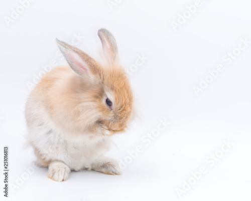 Lovely rabbit standing on two legs with eggs on a white background. Cute bunny isolated for easter concept.