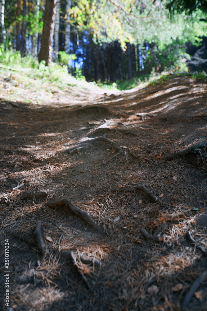 Mountain forest with pine trees Mountain forest with pine trees