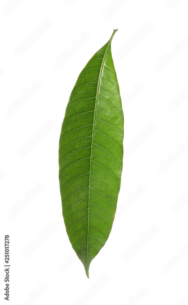Fresh green mango leaf on white background Fresh green mango leaf on white background