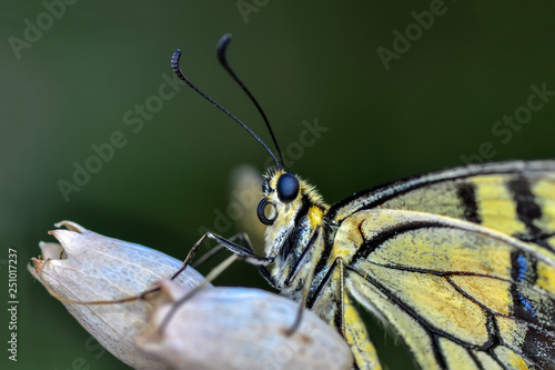 Extreme macro of butterfly background