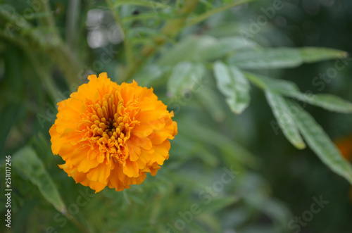 Marigolds are blooming