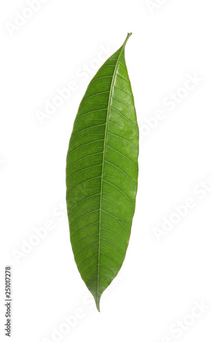 Fresh green mango leaf on white background