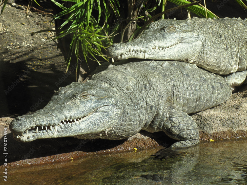 sunning crocodiles