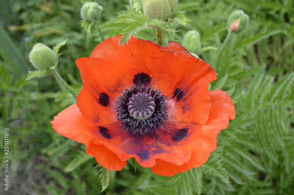 Fototapeta premium poppy