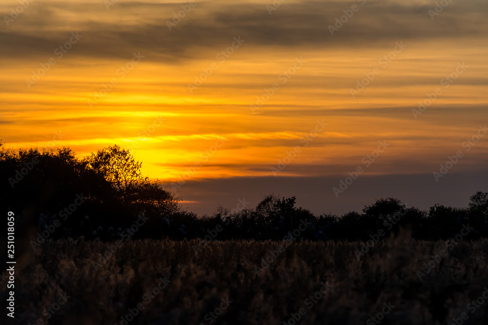 Fototapeta premium Yellow sunset behind silhouette trees
