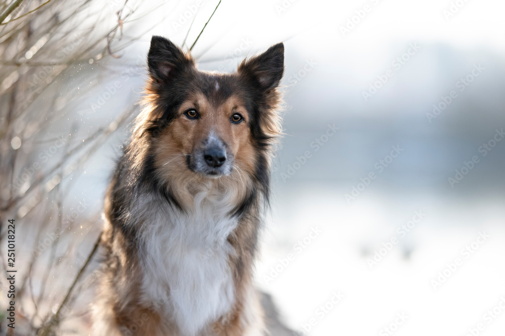 Collie Mix Hündin Collie Mix Hündin