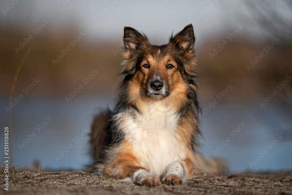 Fototapeta premium Collie Mix Hündin