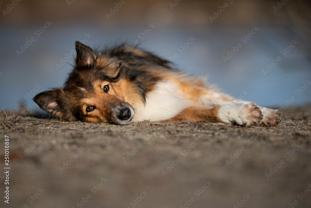 Fototapeta premium Collie Mix Hündin