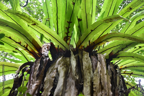 plante tropicale décorative!  1645