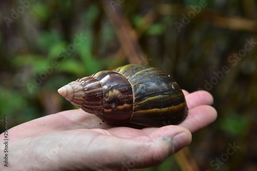 Un grand coquillage 1648