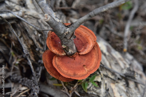 Champignon de la forêt tropicale 1661