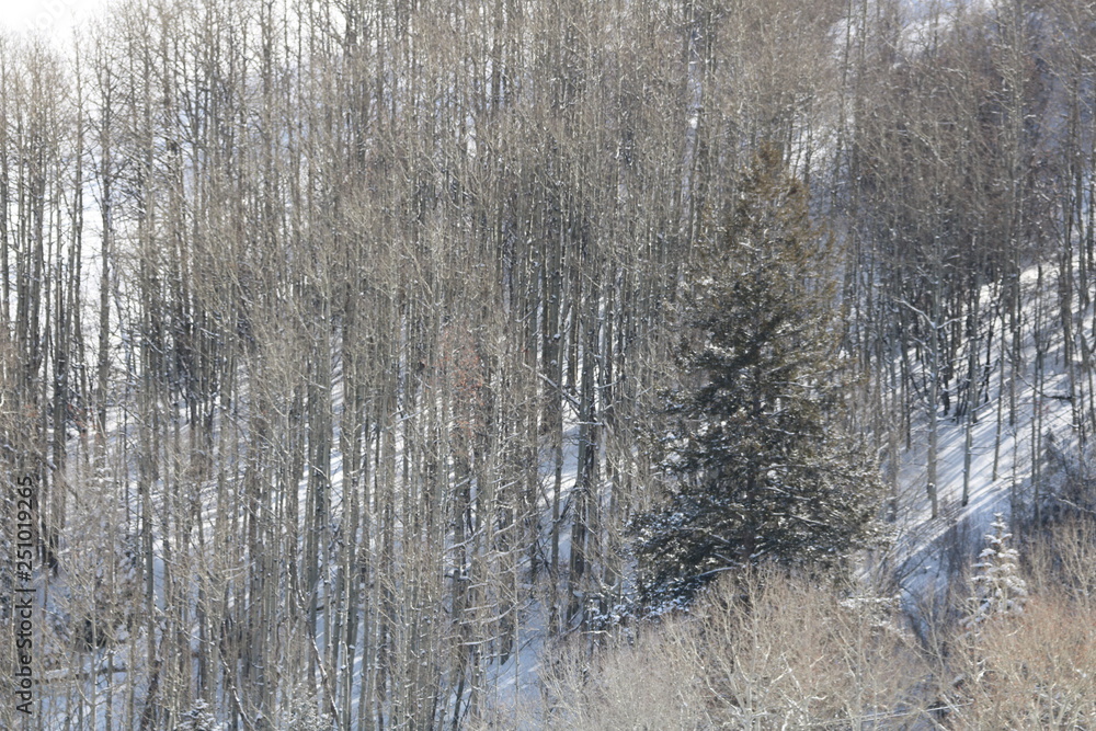 Fototapeta premium snowy mountain forest version 2