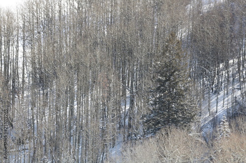 Fototapeta Naklejka Na Ścianę i Meble -  snowy mountain forest version 2