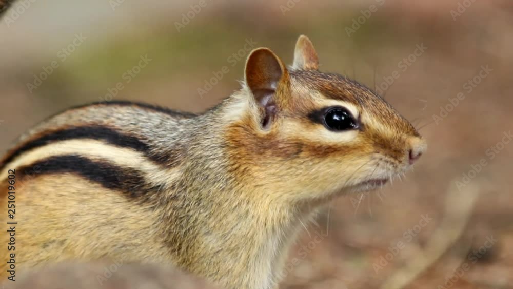 Close up of Chipmunk chirping with audio Close up of Chipmunk chirping with audio