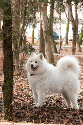 Samoyed dog with beautiful bokeh . Beautiful fluffy white dog. Amazing animal in the park