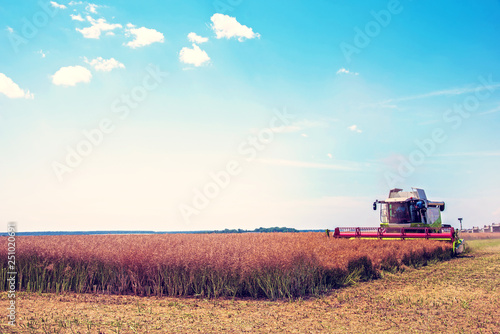 Agroindustrial industrial landscape with combine harvesters picking up hay on a rape field on a sunny day against a background of cloudy sky. (good prosperity, food safety, jobs - endpoint)