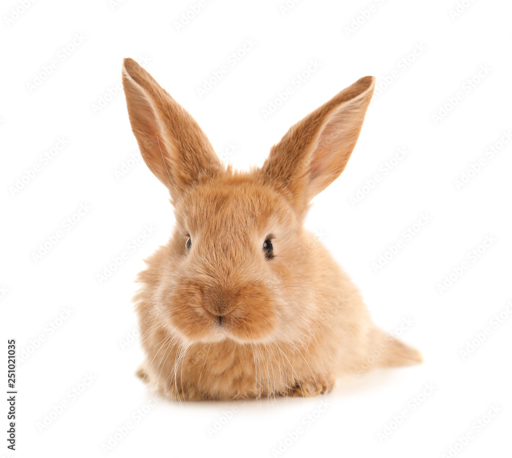 Fototapeta premium Adorable furry Easter bunny on white background