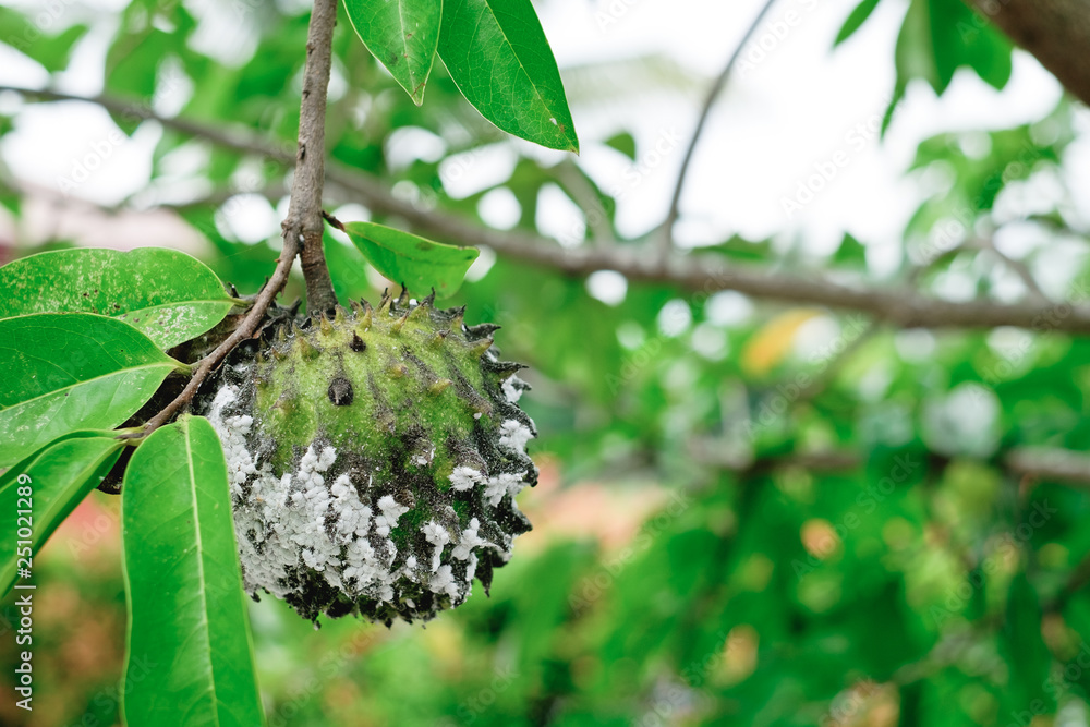 Soursop, also known as graviola, guyabano, and guanábana. The organic fruit is infested by mealybugs insect. Soursop can help boost the immune system and fight cancer. Selective focus. Copy space. Soursop, also known as graviola, guyabano, and guanábana. The organic fruit is infested by mealybugs insect. Soursop can help boost the immune system and fight cancer. Selective focus. Copy space.
