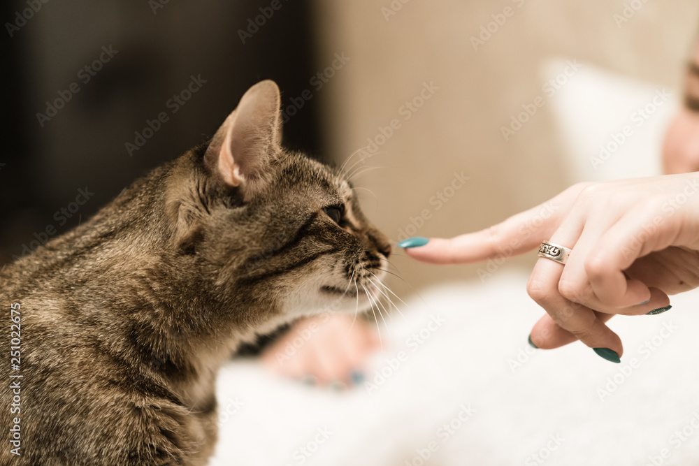 The cat sniffs the finger of its mistress