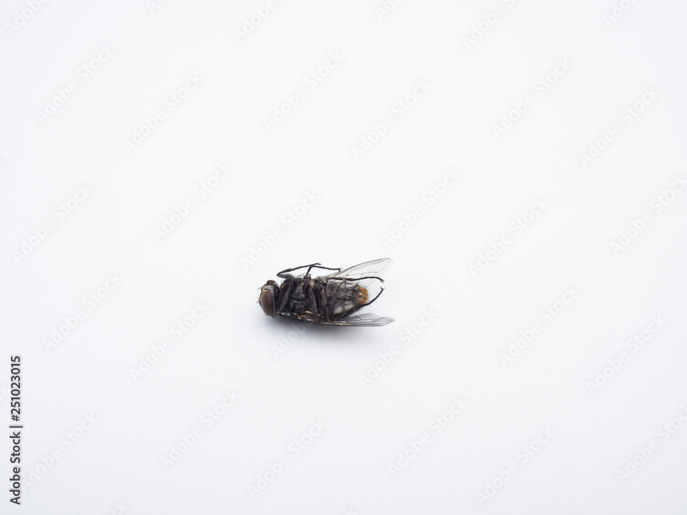 Close - up of a dead common housefly (insect) isolated on a white background. Close - up of a dead common housefly (insect) isolated on a white background.