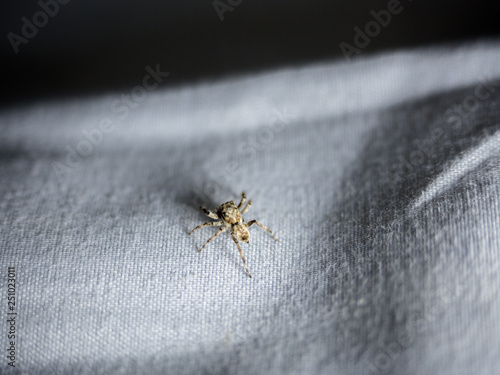 Close up common house spider isolated on fabric