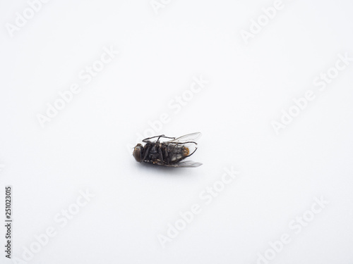 Close - up of a dead common housefly (insect) isolated on a white background.
