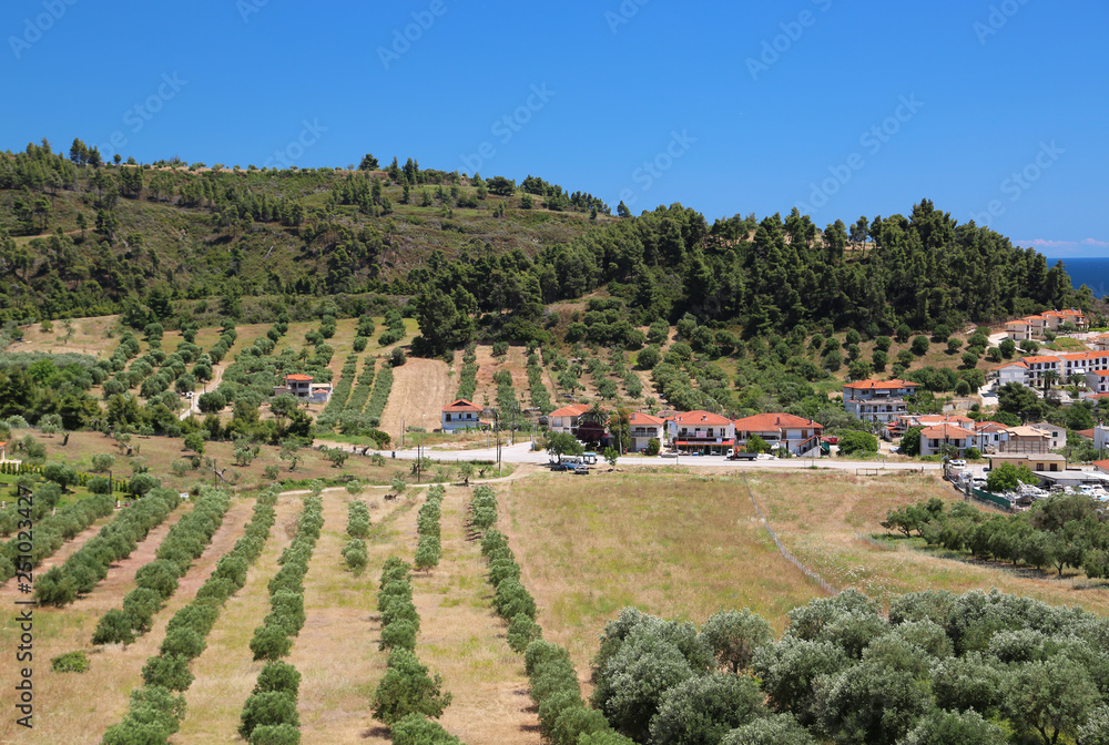 Olive plantations in Nea Skioni village, Greece