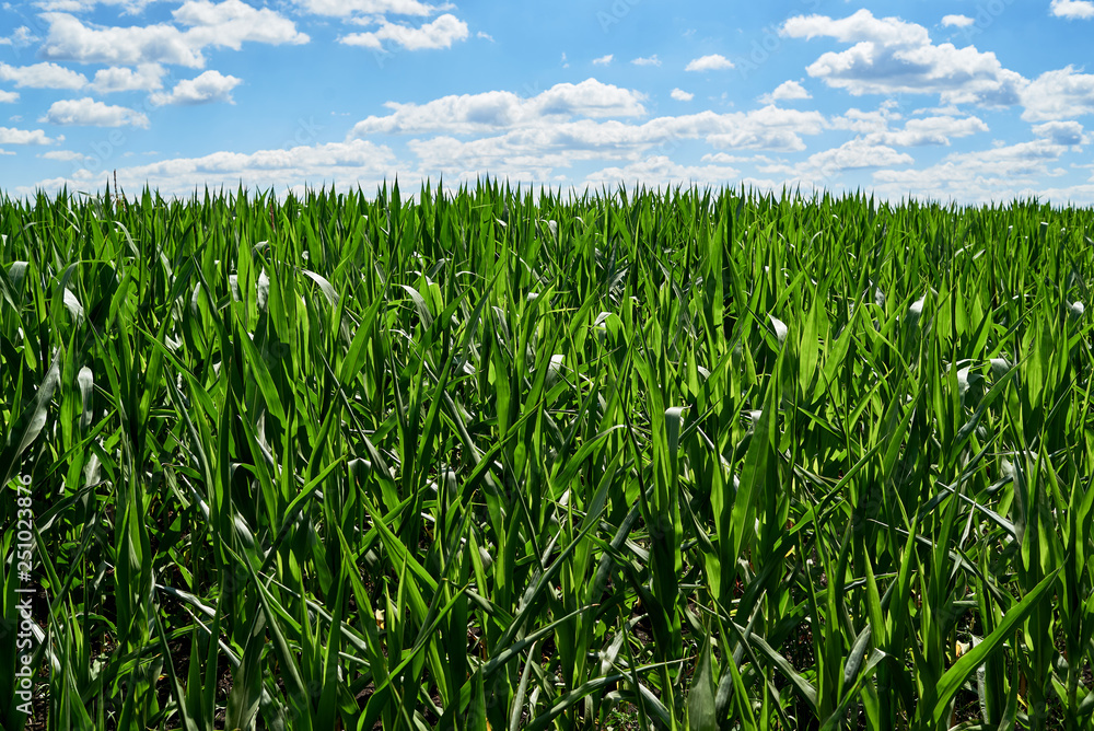 Young organic green corn field and blue sky with beautiful clouds at sunny summer day, copy space. Nature background Young organic green corn field and blue sky with beautiful clouds at sunny summer day, copy space. Nature background
