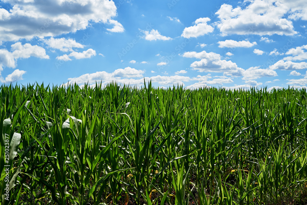 Young organic green corn field and blue sky with beautiful clouds at sunny summer day, copy space. Nature background Young organic green corn field and blue sky with beautiful clouds at sunny summer day, copy space. Nature background